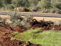 جرافات المستوطنين تدمّر مئات أشجار الزيتون في سهل ترمسعيا شمال رام الله.