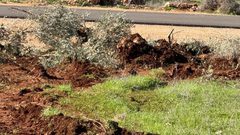 جرافات المستوطنين تدمّر مئات أشجار الزيتون في سهل ترمسعيا شمال رام الله.