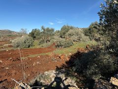 جرافات المستوطنين تدمّر مئات أشجار الزيتون في سهل ترمسعيا شمال رام الله.