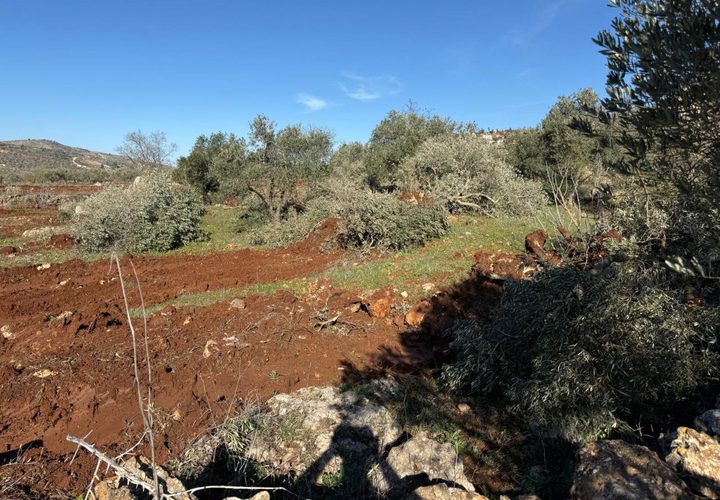 جرافات المستوطنين تدمّر مئات أشجار الزيتون في سهل ترمسعيا شمال رام الله.