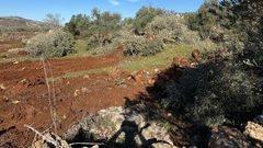 جرافات المستوطنين تدمّر مئات أشجار الزيتون في سهل ترمسعيا شمال رام الله.