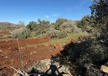 جرافات المستوطنين تدمّر مئات أشجار الزيتون في سهل ترمسعيا شمال رام الله.