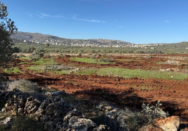 جرافات المستوطنين تدمّر مئات أشجار الزيتون في سهل ترمسعيا شمال رام الله