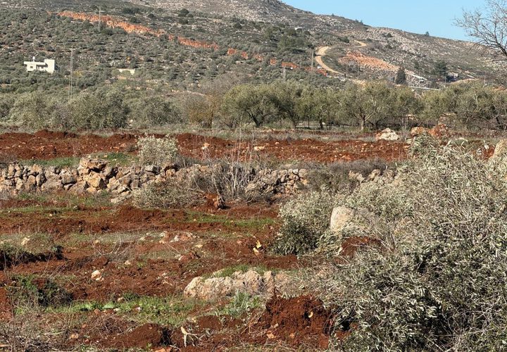 جرافات المستوطنين تدمّر مئات أشجار الزيتون في سهل ترمسعيا شمال رام الله