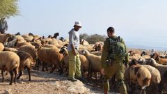 مستوطنون يطردون ماشية المواطنين من المراعي في الأغوار الشمالية