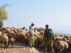 مستوطنون يطردون ماشية المواطنين من المراعي في الأغوار الشمالية