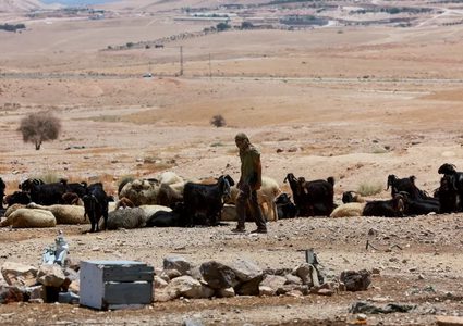 مستوطنون يحاولون سرقة مواشي المواطنين ويطردونهم من المراعي