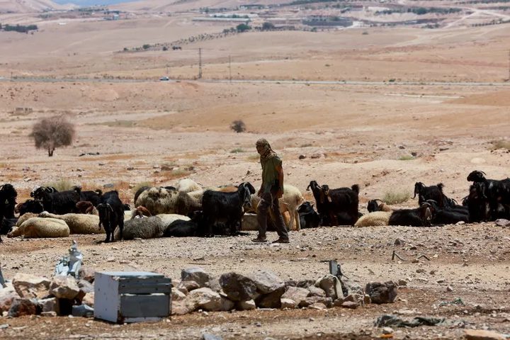 مستوطنون يحاولون سرقة مواشي المواطنين ويطردونهم من المراعي