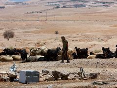 مستوطنون يحاولون سرقة مواشي المواطنين ويطردونهم من المراعي