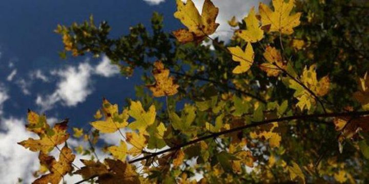 الطقس: أجواء غائمة جزئيا وباردة نسبيا