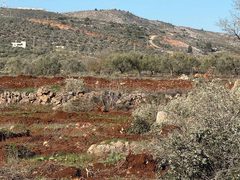 مستوطنون يقطعون نحو 300 شجرة زيتون في سهل ترمسعيا شمال رام الله