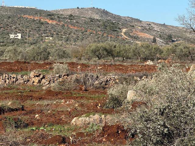 مستوطنون يقطعون نحو 300 شجرة زيتون في سهل ترمسعيا شمال رام الله