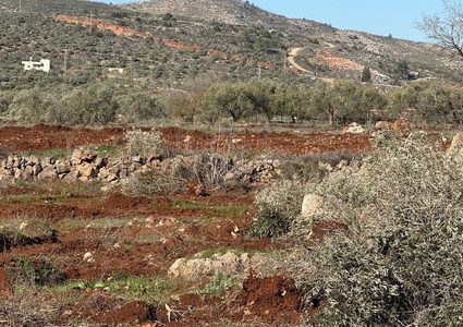 مستوطنون يقطعون نحو 300 شجرة زيتون في سهل ترمسعيا شمال رام الله