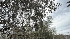 المبعدون عن المسجد الأقصى المبارك يؤدون صلاة الجمعة في طريق المجاهدين