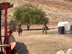 مستوطنون يسرقون حصانا غرب نابلس
