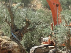 اقتلاع عشرات أشجار الزيتون في إذنا وتهديد آلاف أخرى