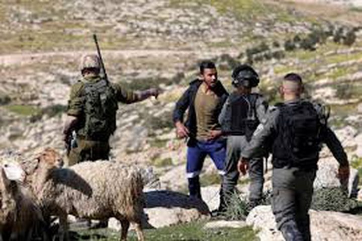 مستوطنون يهاجمون راعيًا ويسرقون أغنامه جنوب الخليل