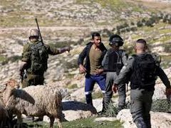 مستوطنون يهاجمون راعيًا ويسرقون أغنامه جنوب الخليل