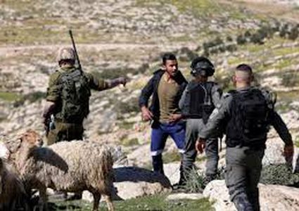 مستوطنون يهاجمون راعيًا ويسرقون أغنامه جنوب الخليل