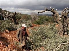 الاحتلال يستولي على أراض زراعية ويقتلع أشجار زيتون في بيت كاحل