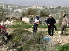 إصابة مواطنة في اعتداء للمستوطنين والاحتلال يعتقل شابا جنوب الخليل