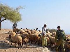 مستوطنون يعتدون على طفل ويجبرون رعاة الماشية على ترك المراعي شرق طوباس