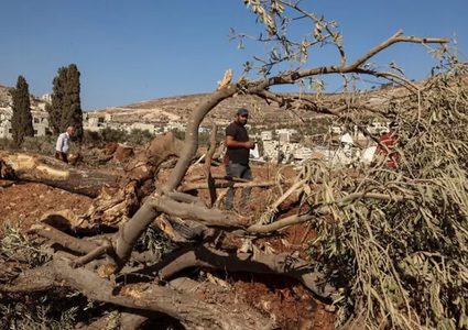 قوات الاحتلال تقتلع اشجار الزيتون في قرية الشمعة