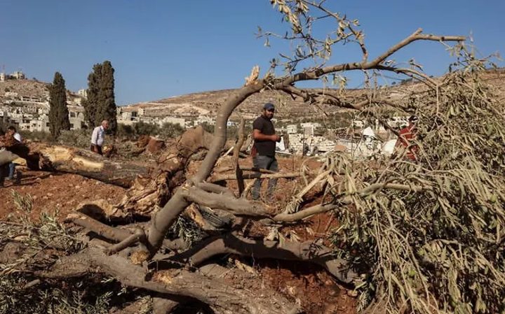 قوات الاحتلال تقتلع اشجار الزيتون في قرية الشمعة