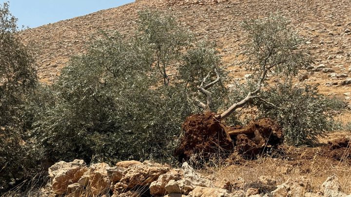 الاحتلال يخطر باقتلاع أشجار زيتون في نعلين غرب رام الله