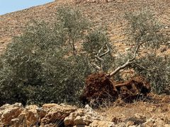 الاحتلال يخطر باقتلاع أشجار زيتون في نعلين غرب رام الله