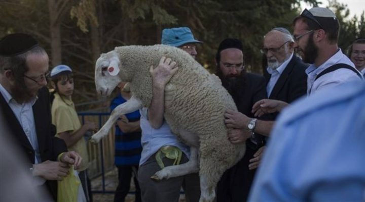 جماعات الهيكل تطلق حملة متصاعدة لقربان الفصح في المسجد الاقصى