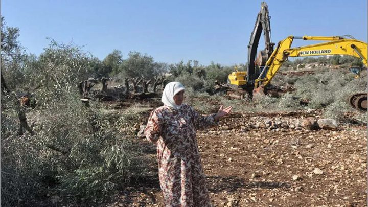 الاحتلال يقتلع المئات من أشجار الزيتون في "واد الحمص" شمال شرق بيت لحم