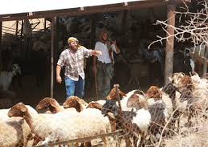 مستوطنون يهاجمون تجمعا بدويا غرب أريحا ويسرقون عدداً كبيرا من الأغنام