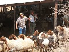 مستوطنون يهاجمون تجمعا بدويا غرب أريحا ويسرقون عدداً كبيرا من الأغنام