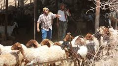 مستوطنون يهاجمون تجمعا بدويا غرب أريحا ويسرقون عدداً كبيرا من الأغنام