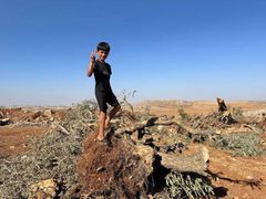 الاحتلال يقتلع مئات اشجار الزيتون قضاء رام الله