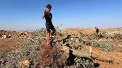 الاحتلال يقتلع مئات اشجار الزيتون قضاء رام الله