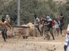 مقاومة الجدار والاستيطان: المستوطنون نفذوا 192 اعتداء في أسبوعي الحرب الأخيرة