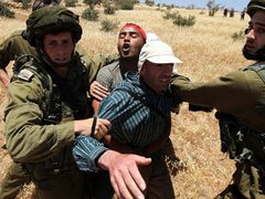 الاحتلال يعتقل أحد رعاة الأغنام بمسافر يطا