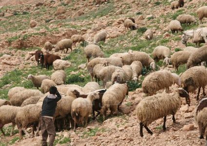 مستوطنون يسرقون رؤوس أغنام في قرية بيت أمرين شمال غرب نابلس