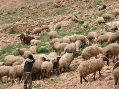 مستوطنون يسرقون رؤوس أغنام في قرية بيت أمرين شمال غرب نابلس