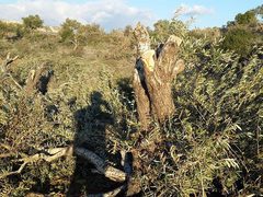 مستوطنون يجرفون أراضي مزروعة بالزيتون في قرية مخماس شمال شرق القدس