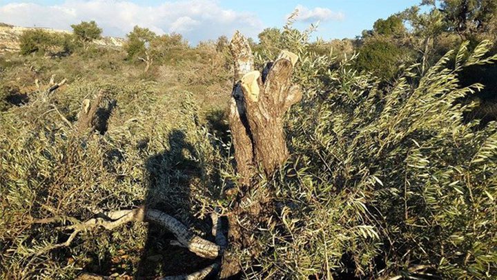 مستوطنون يجرفون أراضي مزروعة بالزيتون في قرية مخماس شمال شرق القدس