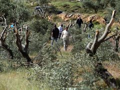 مستوطنون يقتلعون أشجار زيتون في بيتا جنوب نابلس