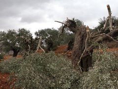 مستوطنون يقطعون أشجار زيتون في قرية سالم شرق نابلس