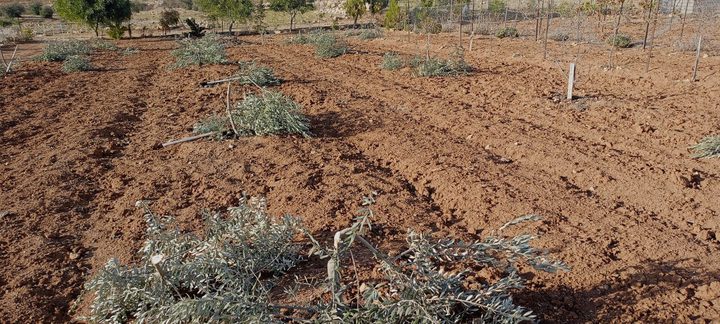 الاحتلال يقتلع عشرات أشجار الزيتون شمال سلفيت