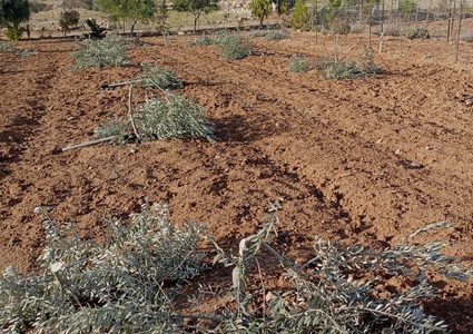 الاحتلال يقتلع عشرات أشجار الزيتون شمال سلفيت
