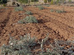 الاحتلال يقتلع عشرات أشجار الزيتون شمال سلفيت