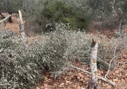 مستوطنون يقطعون أشجار زيتون في عجة جنوب جنين