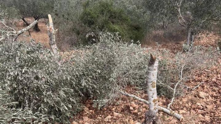 مستوطنون يقطعون أشجار زيتون في عجة جنوب جنين